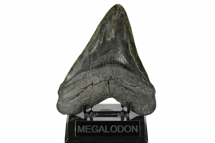Massive, Fossil Megalodon Tooth - Foot Shark! #178735